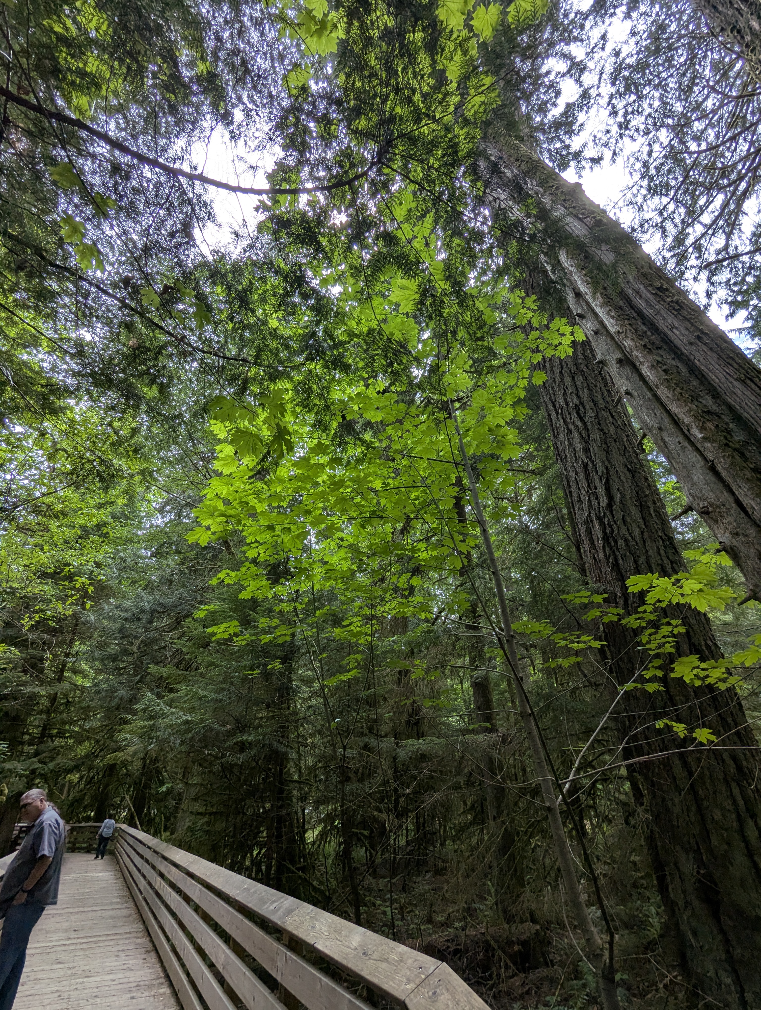 Birthday Trip to Canada, Cathedral Grove, Vancouver Island